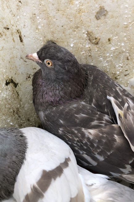 Ngày Rằm tháng Giêng lan toả yêu thương tại chùa Đống Cao, Thanh Hóa