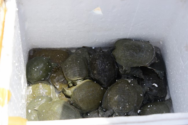 Bàn giao rùa Răng tại trạm Bảo tồn động vật hoang dã Dầu Tiếng- Bình Dương