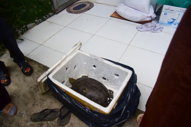 Bàn giao rùa Răng tại trạm Bảo tồn động vật hoang dã Dầu Tiếng- Bình Dương