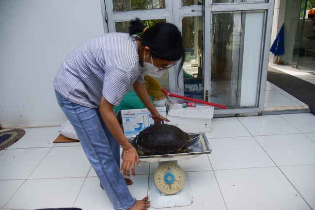 Bàn giao rùa Răng tại trạm Bảo tồn động vật hoang dã Dầu Tiếng- Bình Dương