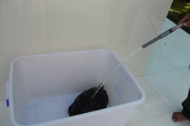 Bàn giao rùa Răng tại trạm Bảo tồn động vật hoang dã Dầu Tiếng- Bình Dương