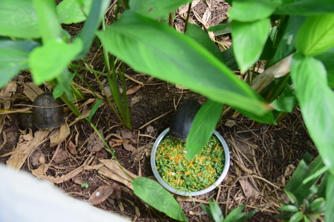 Bàn giao rùa Răng tại trạm Bảo tồn động vật hoang dã Dầu Tiếng- Bình Dương