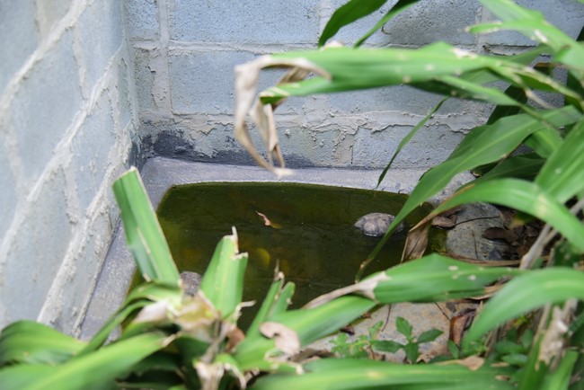 Bàn giao rùa Răng tại trạm Bảo tồn động vật hoang dã Dầu Tiếng- Bình Dương