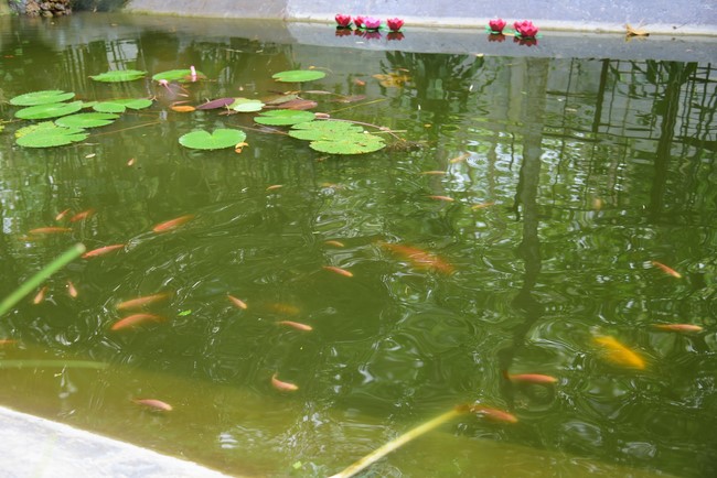 Bàn giao rùa Răng tại trạm Bảo tồn động vật hoang dã Dầu Tiếng- Bình Dương