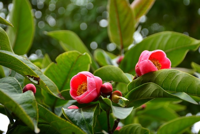 Welcome New Year's Eve at Tay Khanh pagoda