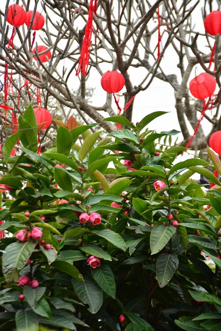 Welcome New Year's Eve at Tay Khanh pagoda