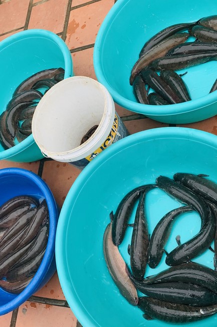 New Year's Prayer Ceremony at Dong Cao Pagoda - Thanh Hoa