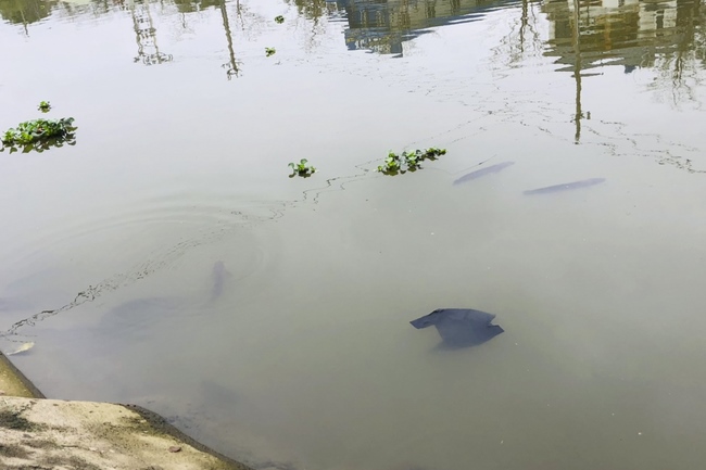 Chùa Đống Cao: Lễ kỷ niệm đức Phật niết bàn và khánh đản Bồ Tát Quán Thế Âm