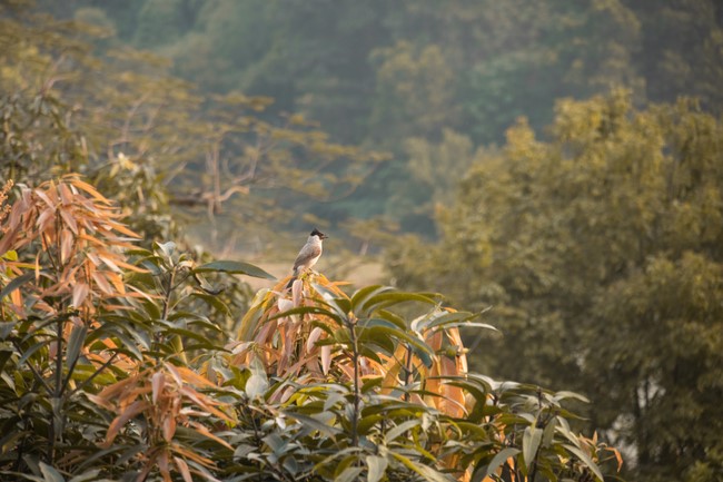 The “Envoy of Tathagata Retreat at Hoa Phuc pagoda