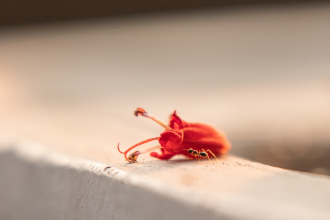 The “Envoy of Tathagata Retreat at Hoa Phuc pagoda