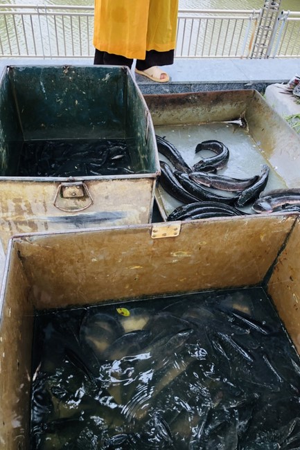 Thiện sự ngày Rằm tại chùa Đống Cao