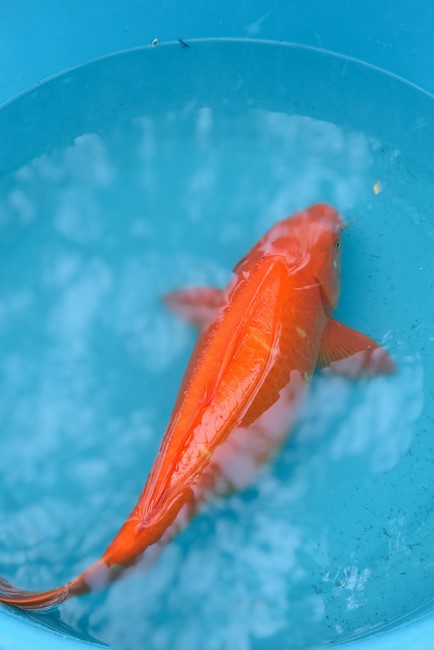 One-Day Retreat at Dong Cao pagoda