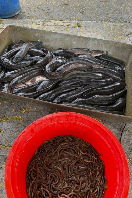 Charity in sowing blessing of Dong Cao Pagoda