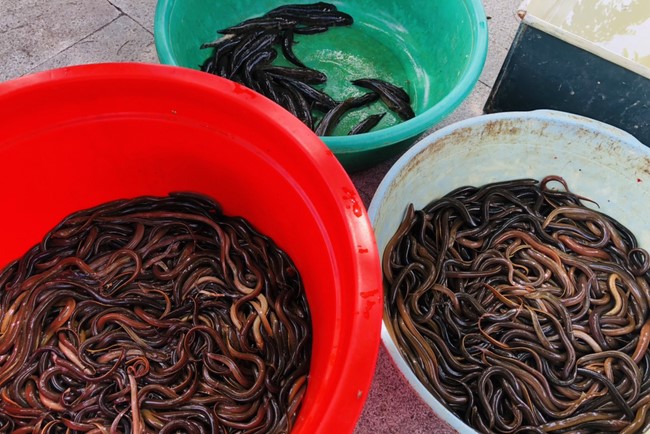 Summer Beginning Ceremony for Teenagers and Children at Dong Cao Pagoda