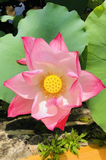 Summer Beginning Ceremony for Teenagers and Children at Dong Cao Pagoda