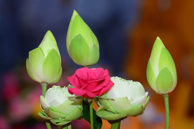 The Great Birthday Ceremony in 2022 at  Bon (Tu Phap Co Tu) Pagoda