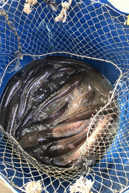 The charity program on May at Dong Cao Pagoda