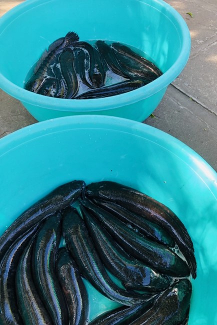 One - Day Retreat at Dong Cao pagoda