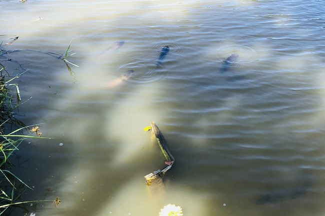One - Day Retreat at Dong Cao pagoda