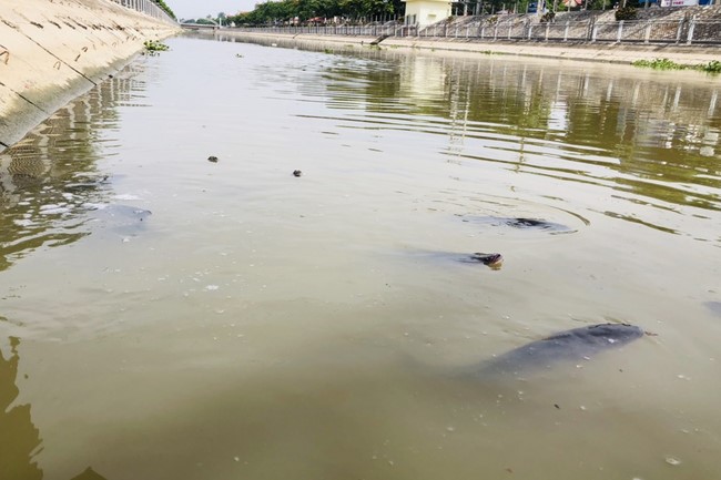 Charity in sowing blessing of Dong Cao Pagoda