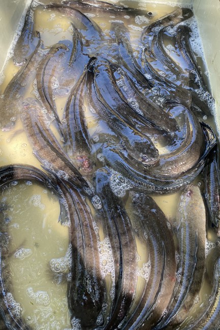 Last day of Summer Retreat 2022 at Dong Cao Pagoda