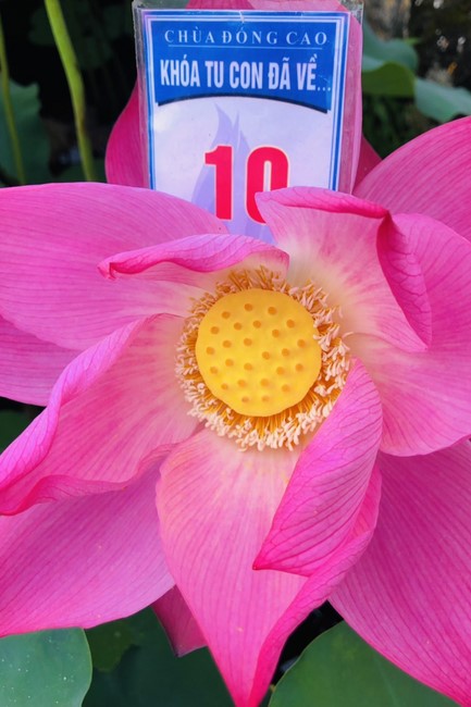 The 11th Retreat I have returned at Dong Cao Pagoda, Thanh Hoa