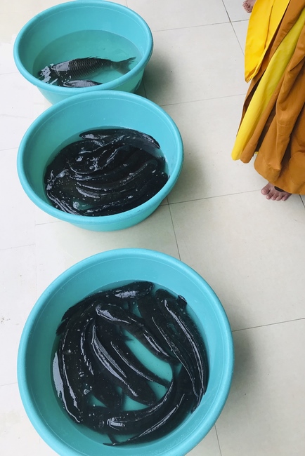 One - Day Retreat at Dong Cao pagoda