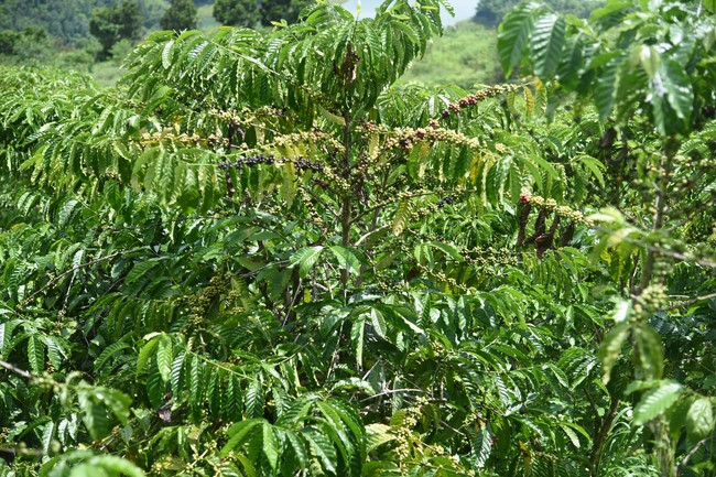 Chuyến thiện nguyện tại Đắk Nông