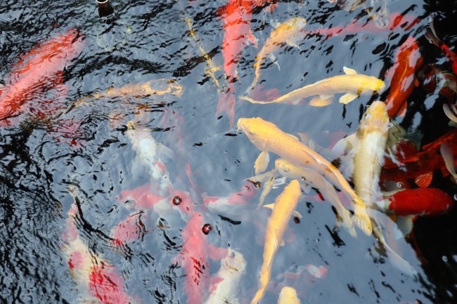 One-Day together peaceful Retreat on lunar August at Hoa Phuc Pagoda
