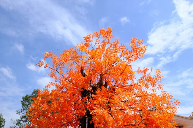 Preparation Activities to Welcome Year of Cat (part 3)