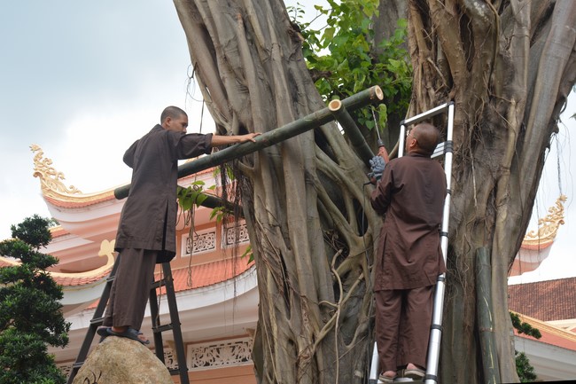 Preparation Activities to Welcome Year of Cat (part 3)