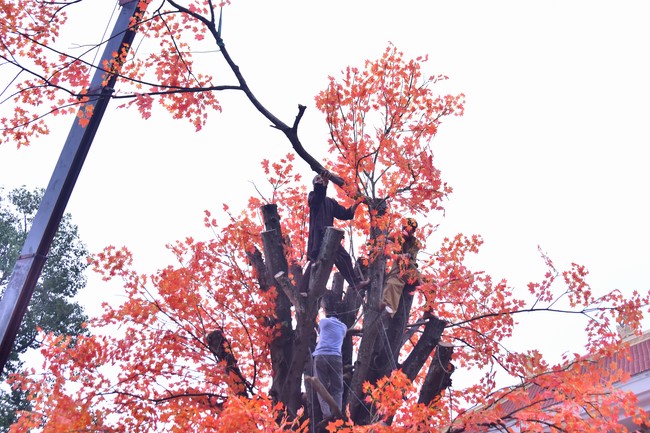 Preparation Activities to Welcome Year of Cat (part 3)