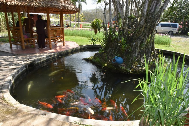 Offerings to Tay Phap pagoda and giving gifts in Tay Ninh