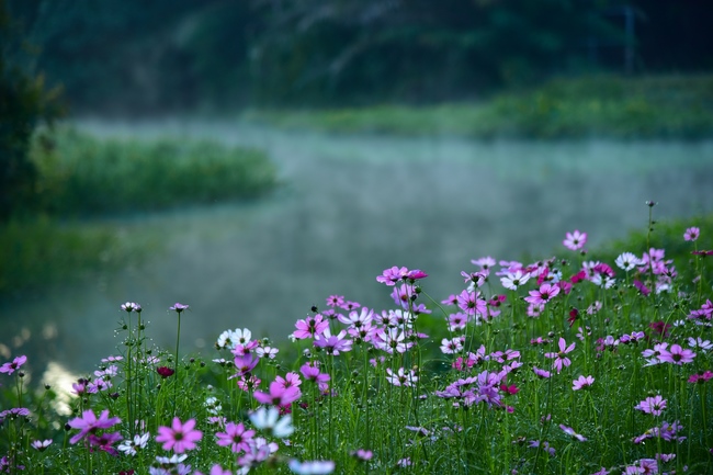 Thăm Thủy Hoa Viên