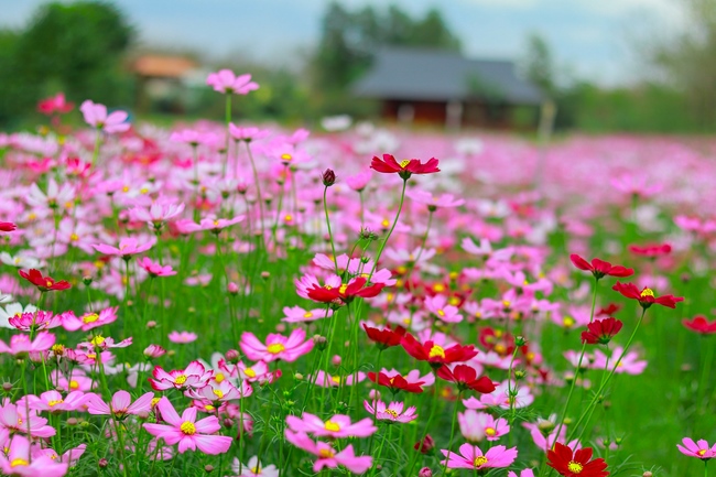Thăm Thủy Hoa Viên