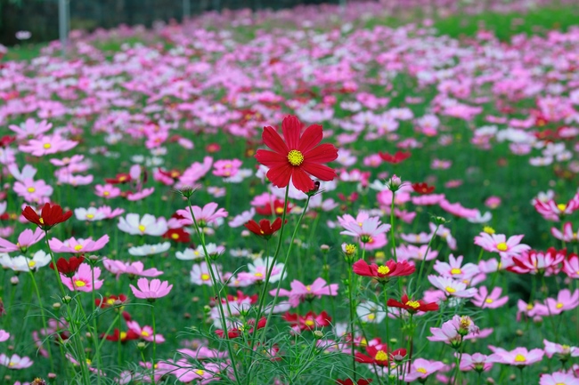 Thăm Thủy Hoa Viên