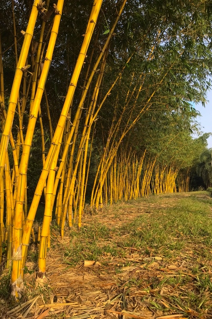 Thăm Thủy Hoa Viên