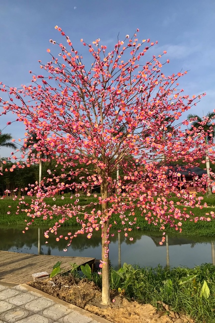 Thăm Thủy Hoa Viên