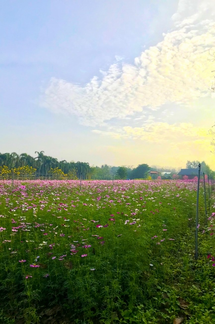 Thăm Thủy Hoa Viên