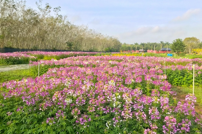 Thăm Thủy Hoa Viên