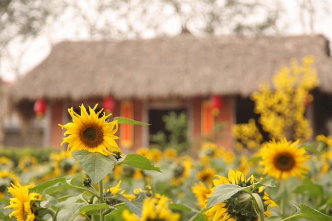 Chùa Giai Lam - Hà Tĩnh: Dịu dàng sắc xuân