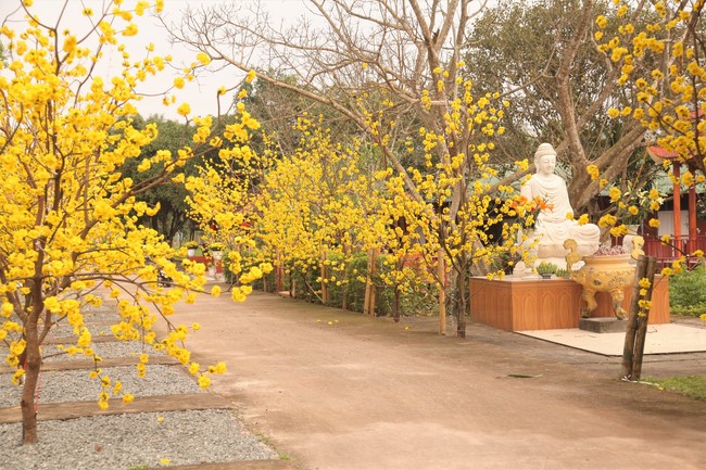 Chùa Giai Lam - Hà Tĩnh: Dịu dàng sắc xuân