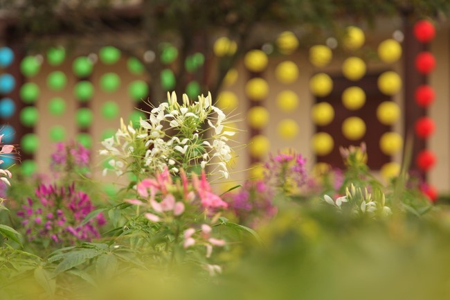 Chùa Giai Lam - Hà Tĩnh: Dịu dàng sắc xuân