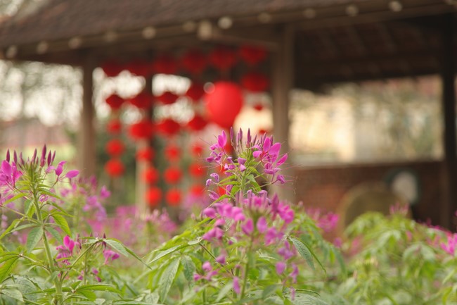 Chùa Giai Lam - Hà Tĩnh: Dịu dàng sắc xuân