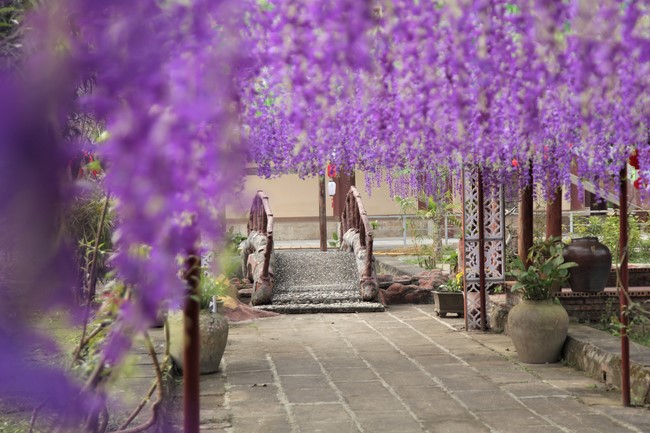 Chùa Giai Lam - Hà Tĩnh: Dịu dàng sắc xuân