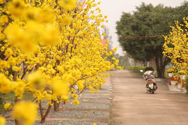 Chùa Giai Lam - Hà Tĩnh: Dịu dàng sắc xuân