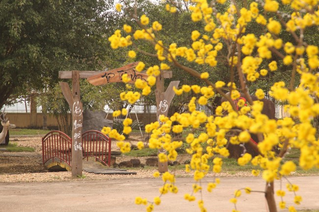 Chùa Giai Lam - Hà Tĩnh: Dịu dàng sắc xuân