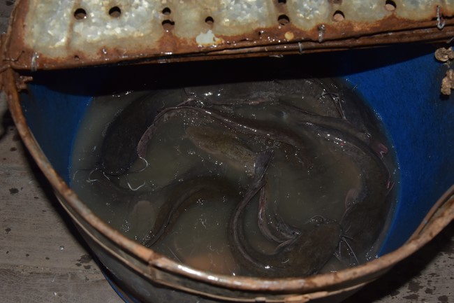 Freeing of creatures in early 2023 at Binh My ferry in Cu Chi