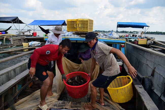 Freeing of creatures in early 2023 at Binh My ferry in Cu Chi