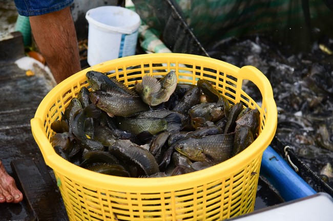 Freeing of creatures in early 2023 at Binh My ferry in Cu Chi